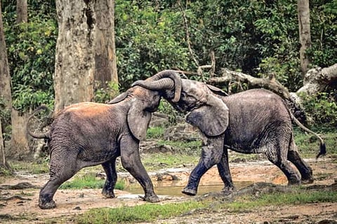 Dangerous Precedent: Vulnerable jumbos in Africa in earshot of extinction