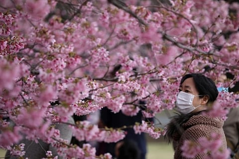 Japan's famous cherry blossoms see early bloom amid warming