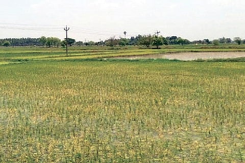 A field with transplanted paddy saplings in Thanjavur