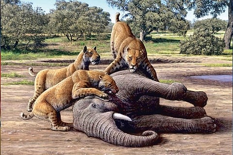 Saber-toothed cats subsisted on servings of baby mammoths
