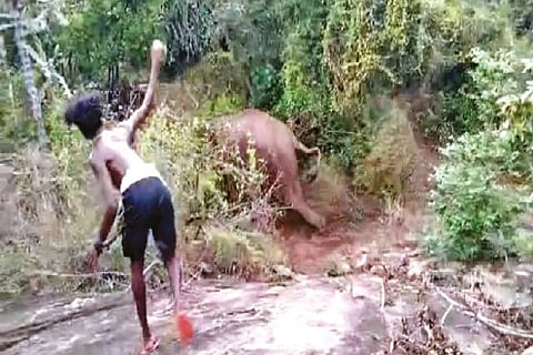 One of the youth found hurling a stone at a wild elephant