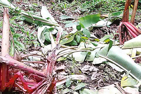A red banana plantation destroyed by wild boars in Kanniyakumari