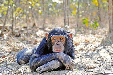 Ready to Click: Meet the social influencers of the animal kingdom