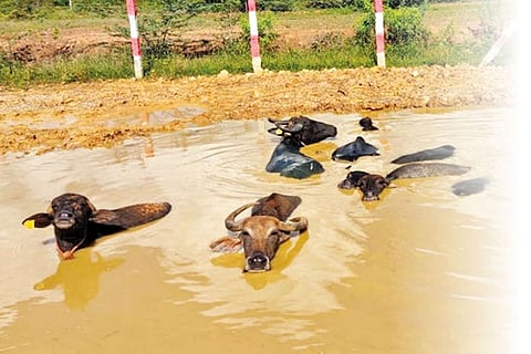 Activists seek support to run animal shelters during lockdown
