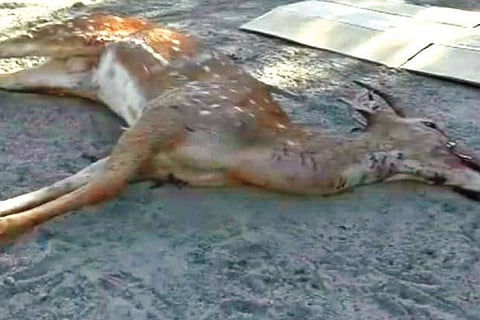 Carcass of the deer.