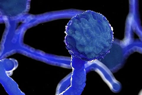 Black fungus scare: Govt engaging with drug makers to ramp up production of anti-fungal drug