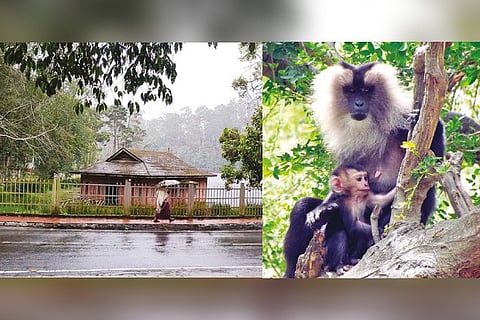 A woman walking along a lake in rain in Kodaikanal; The summer rain can boost breeding of macaque