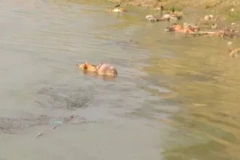 War of words between BJP and Cong over bodies found in MP river