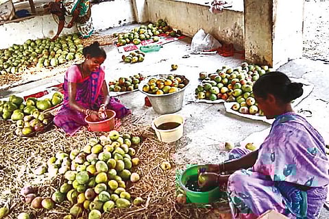 Women engaged in cleaning mangoes at Mahadevan?s organic farm
