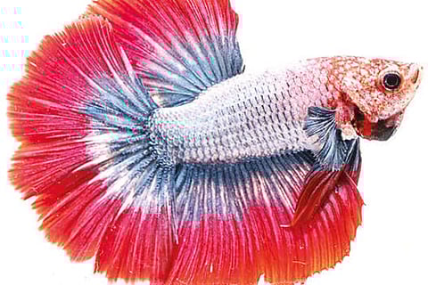 The 1,000-year secret that made betta fish beautiful