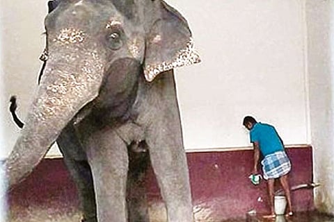 Perur temple elephant Kalyani being treated for pain in her mouth in Coimbatore
