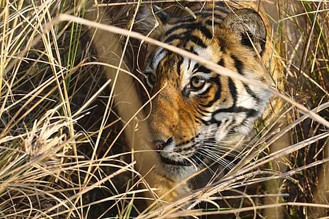 NTCA revises translocation compensation to Rs 15L