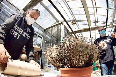 Global cactus traffickers cleaning out deserts