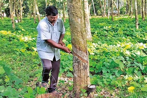A worker taps latex from a rubber tree at Manalodai