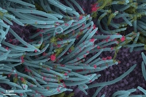 Image courtesy: IANS