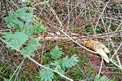 The pair of tusks found hidden in a bush near Coimbatore.