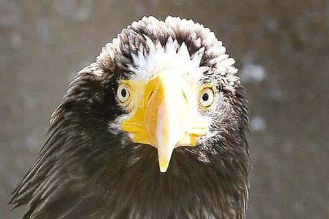 Transcontinental flight plans of a ‘lost’ eagle