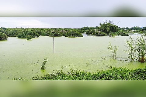 Water filling up in Vedanthangal bird sanctuary after two days of copious rains