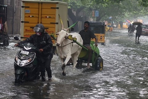 Bullock cart wading through the flooded road in T.Nagar (Photo by Manivadagan)