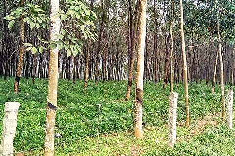A rubber plantation in Kulasekharam in Kanniyakumari district