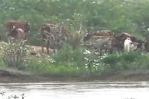 The cattle stranded on the sandspit.