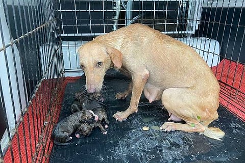 The rescued dog and puppies.