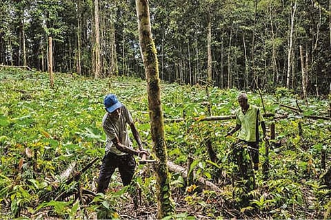 Loss of Habitat: Indonesian island fending off big plans to build spaceport