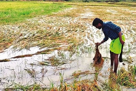 An inundated field at Siruvalayam village in Nemili taluk in Ranipet district
