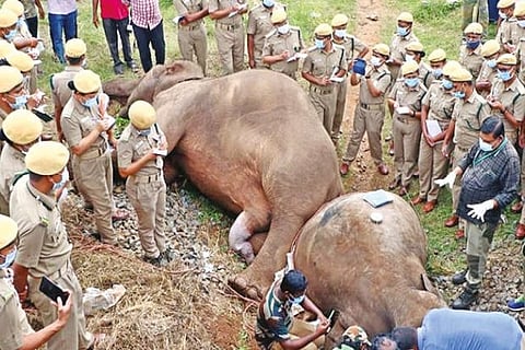 Carcasses of elephants that were removed from the track