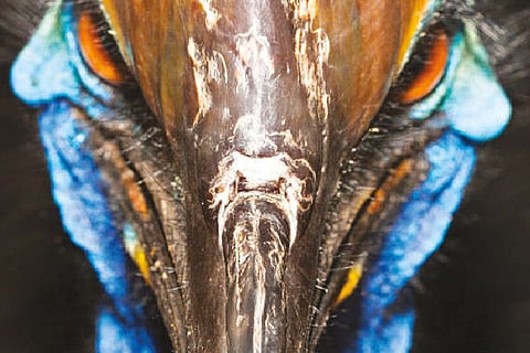 The southern cassowary.