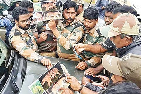 Expert teams study the unique features of the T23 tiger with its photograph at MTR on Sunday