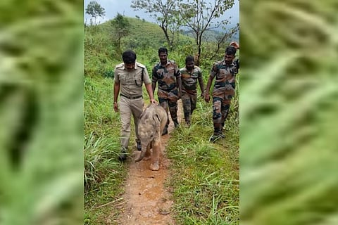 Forest department officials take the calf to be reunited with its family in The Nilgiris