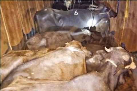 The rescued buffaloes