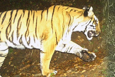 Man eater in Nilgiris