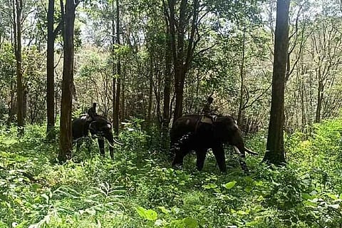Kumkis deployed to patrol in Mudumalai forest areas