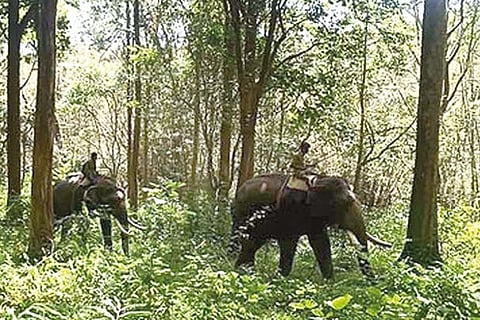 Kumkis patrol Mudumalai forest to keep watch on movements of jumbo ?Vinayagan? on Friday