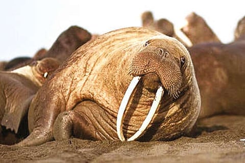 Evolution Mechanics: How did elephants, walruses get tusks? It’s a long story