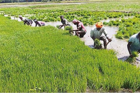 Farmers involved in samba cultivation in Thanjavur