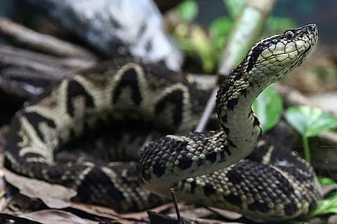 Brazilian viper venom may become tool in fight against coronavirus: Study