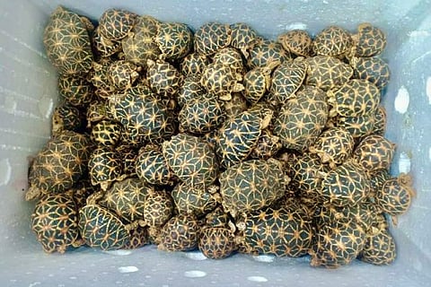 Endangered Indian Star Tortoises