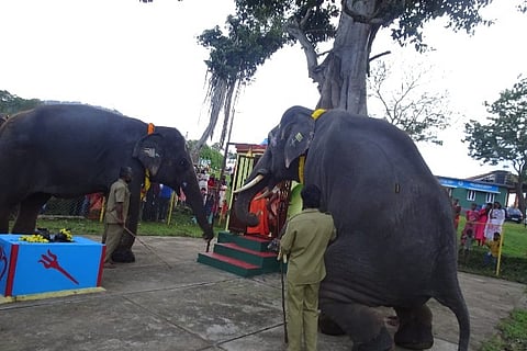 Tourists watch elephants offer puja for Vinayagar Chaturthi in MTR on Friday