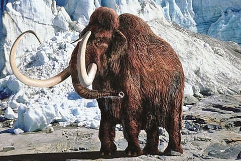 Elephant of the Ice age.