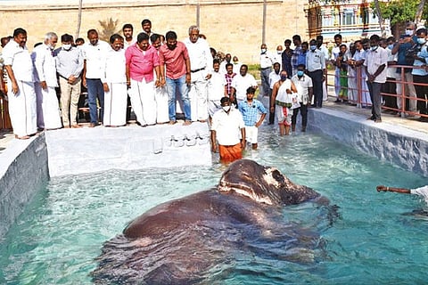 Minister PK Sekar Babu with his colleague KN Nehru watches the temple elephant being given a bath.