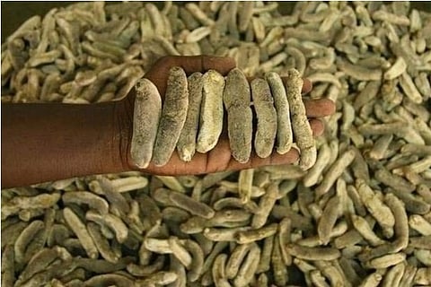 Sea Cucumber (File Photo)