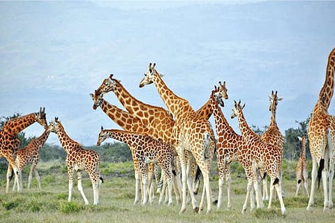 Giraffes