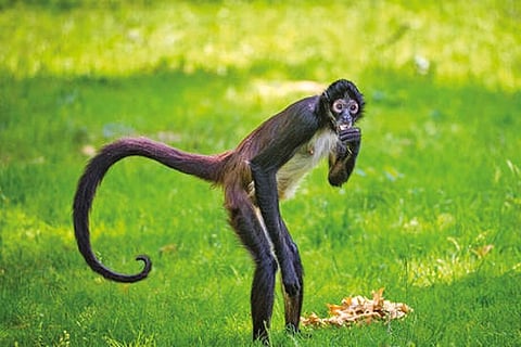 Tricks of Evolution: Chasing after vestigial organs - How humans lost their tails