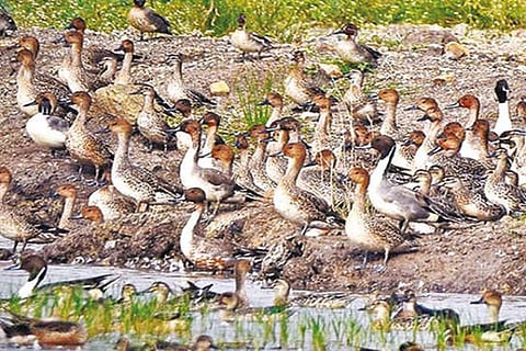 Declare Pallikaranai marsh as Ramsar site: Madras HC