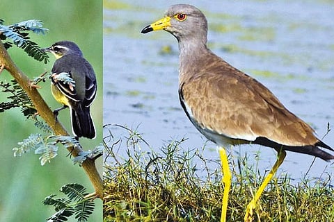 Western Yellow Wagtail; Grey-headed Lapwing