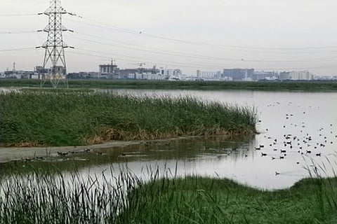 Pallikaranai Marshland (File Photo)