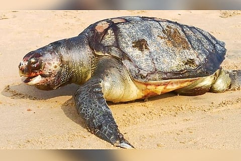 A dead sea turtle found washed ashore at Chettikulam in Tirunelveli district on Saturday.